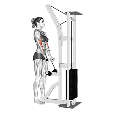 Bar Cable Curl demonstration