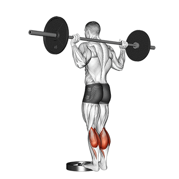 Barbell Calf Raise demonstration