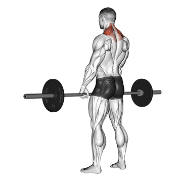 Barbell Shrug demonstration