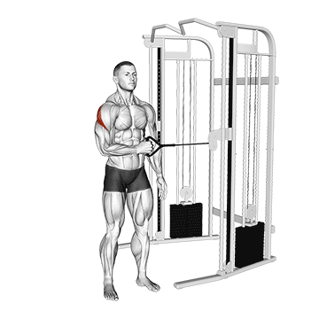 Cable External Rotation demonstration