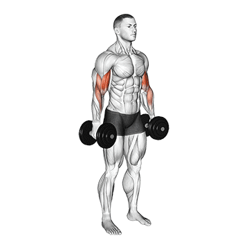 Dumbbell Bicep Curl demonstration