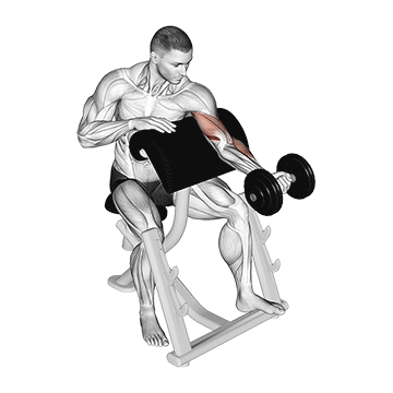 Dumbbell Preacher Curl demonstration