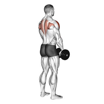 Dumbbell Upright Row demonstration