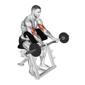 EZ Bar Preacher Curl demonstration