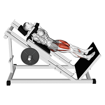 Hack Squat demonstration