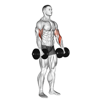 Reverse Dumbbell Curl demonstration