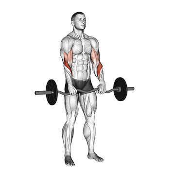 Reverse EZ Bar Curl demonstration