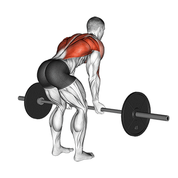 Reverse Grip Barbell Row demonstration