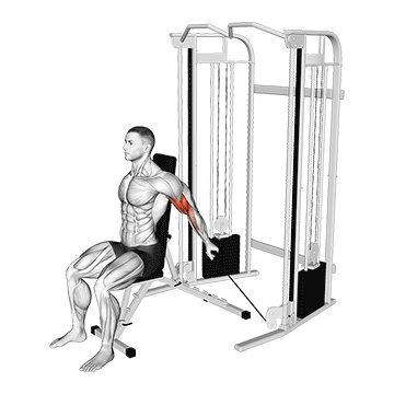 Seated Cable Curl demonstration