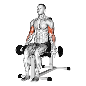 Seated Dumbbell Bicep Curl demonstration