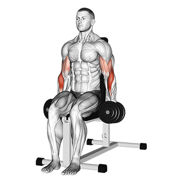 Seated Dumbbell Hammer Curl demonstration