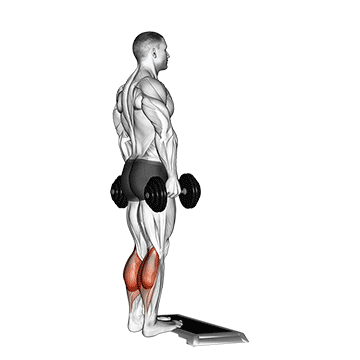 Standing Dumbbell Calf Raise demonstration